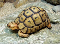 The meanings of Turtle/ Tortoise in your house