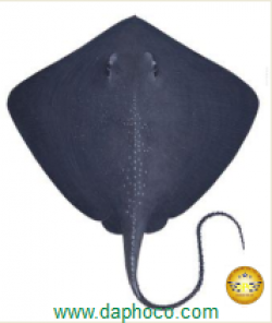 From the stingray skin fever for jewelry to the stingray leather interior in modern times